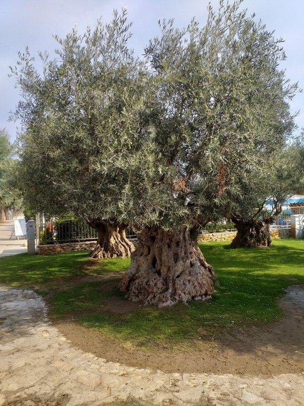 Olea europaea / Ulivo